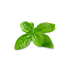 fresh basil leaf herb spice isolated, cutout in transparent background, png format 
