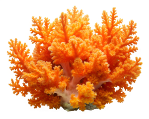 red coral reef isolated on white background. PNG Transparent file type with high definition quality And vibrant color grading Available.