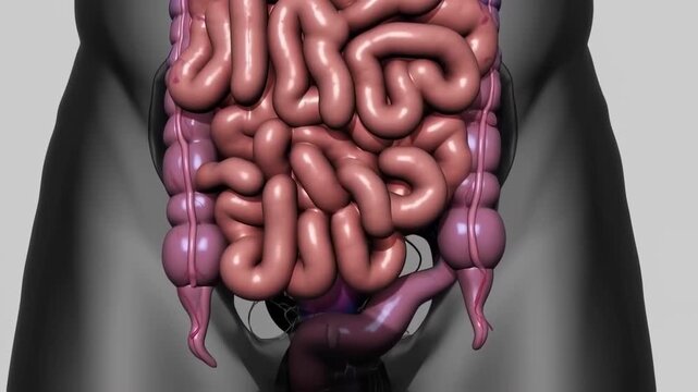 Human digestive system anatomy