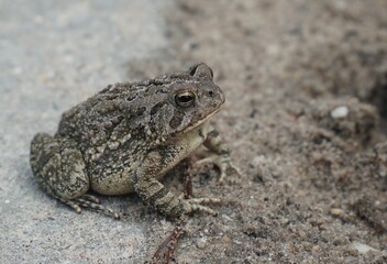 Fowler’s Toad in Coastal Sand Habitat, Fire Island, NY