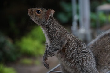 A gray squirrel up close in Washington, D.C.
