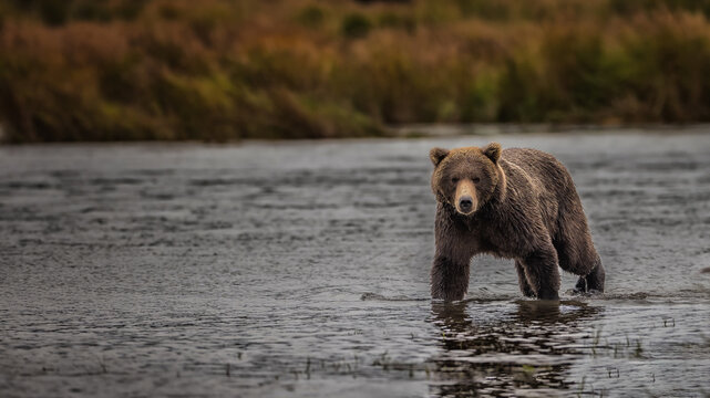 Brown Bear Katmai Brooks Falls Brooks River Fall Autumn