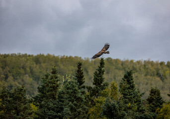 Young Eagle Flying