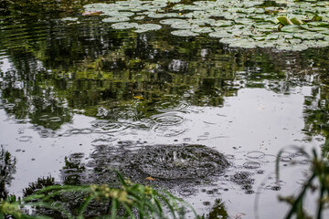 splash of water in a lake