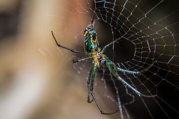 Orb-weaver spider on a web