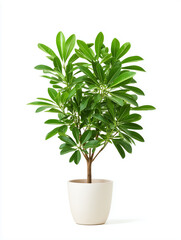 Decorative green plant in a modern pot set against a minimalistic white background