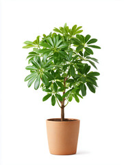 Green indoor plant with lush leaves placed in a terracotta pot against a plain background