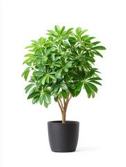 Indoor plant with lush green leaves in a black pot placed against a white background enhances decor