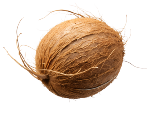 coconut  isolated on white background. PNG Transparent file type with high definition quality And vibrant color grading Available.