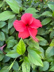 flower in full bloom