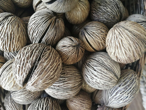 Cerbera odollam or pong pong seeds used for decoration