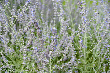 ロシアンセージ　Russian sage