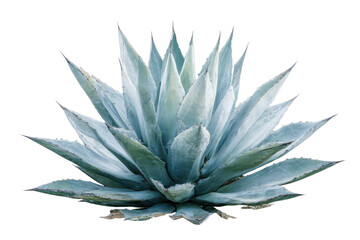 blue agave agave aloe vera plant nature desert aguamiel garden tree leaf white background cutout