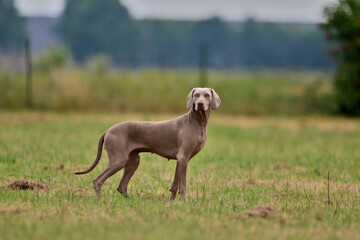portrait of a weimaraner in field