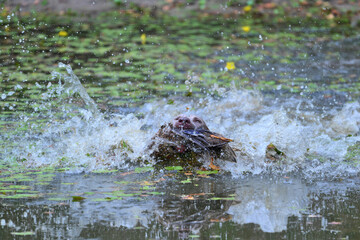 weimaraner huntingdog retrieving a duck over a pond