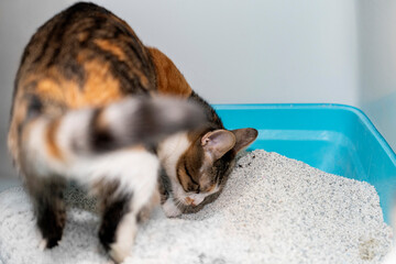 Cat is sitting in the cat's toilet, closed clumping bentonite active carbon litter box at home. Pets friendly and care concept. pets sandbox. Cat Sitting in Covered Litter Box. Toilet Training