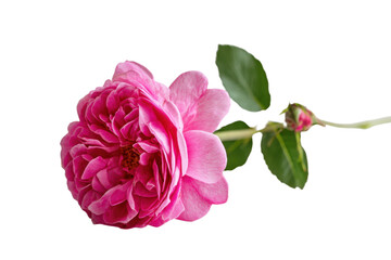 Pink rosa damascena on a white background