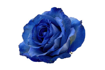 Single blue rose isolated on white background
