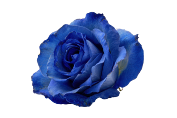 Single blue rose isolated on white background