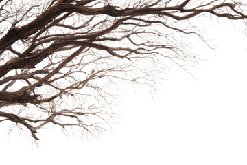 tree branches on a white background