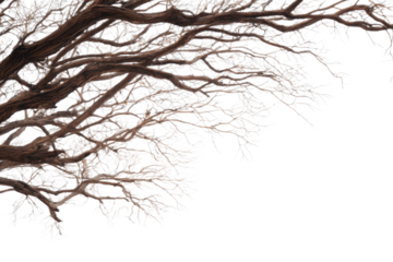 tree branches on a white background