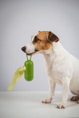 Jack Russell Terrier dog holding container with dog waste bag. 