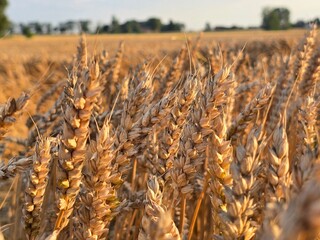 This image features a close-up of golden, ripe wheat ears, illuminated by warm sunlight, standing...