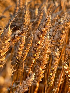 This image features a close-up of golden, ripe wheat ears, illuminated by warm sunlight, standing tall in a vast field, ready for harvest under a soft-focus background.