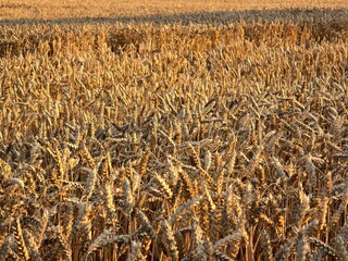 
This image shows a close-up of a golden wheat field, with ripe ears of grain bathed in the warm...