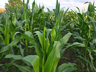 This image provides an immersive view within a thriving cornfield, showcasing rows of tall green...