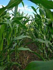 This image provides an immersive view within a thriving cornfield, showcasing rows of tall green stalks and leaves, with the ground visible between the plants, suggesting healthy growth.