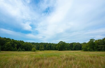 Obraz premium Serene field with tall green grass under clear blue sky. White fluffy clouds create sense of depth. Perspective from ground looking up adds natural feel. Trees in background surround field with