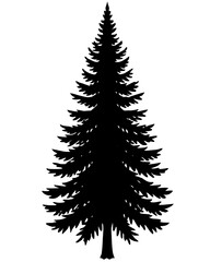 Isolated black silhouette of a tall evergreen pine tree on a white background