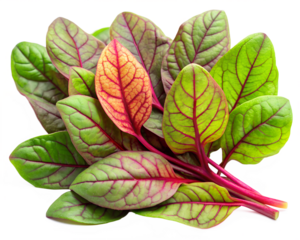 green leaf  isolated on white background. PNG Transparent file type with high definition quality And vibrant color grading Available.