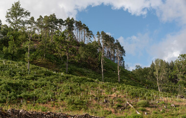 Bulmaha  Loch Lomond Scotland UK. 06.07.2025. Newly planted trees on hillside which overlooks Loch Lomond Scotland UK