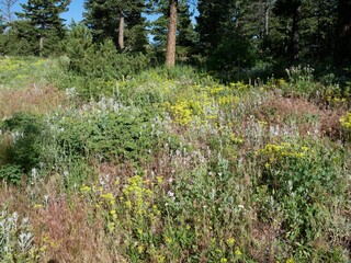 Colorful Wildflower Meadow in Summer on Sugarloaf Mountain Trail, Colorado