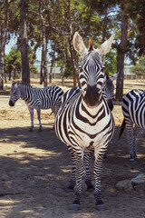 Safari Ramat-Gan, Israel, 3 July 2025 - Close-up of a Zebra in a Natural Environment