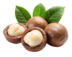 hazelnuts on a plate isolated on white background. PNG Transparent file type with high definition quality And vibrant color grading Available.