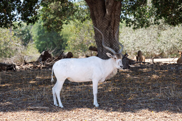 Safari Ramat-Gan Israel, 3 July 2025 - White Addax Antelope Standing Under a Tree in a Wildlife Reserve