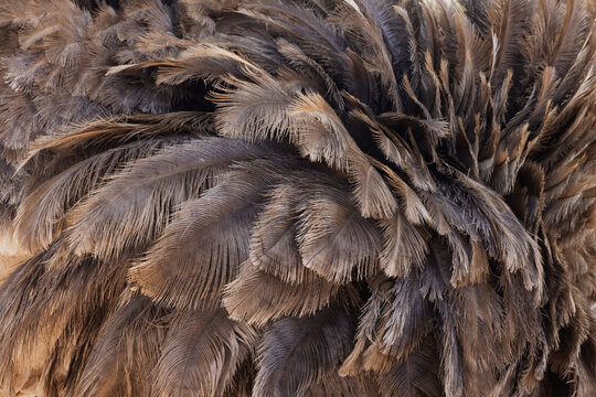 Close-up Detail of Ostrich Feathers, Providing a Textured Background