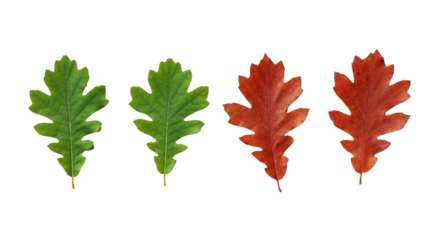 Four Oak Leaves Showing Green and Red Autumn Colors on Transparent Background