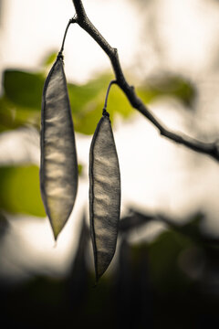Close-up of wild bean plants in the Spiral Hill garden near the Eli Whitney Barn in Hamden, Connecticut