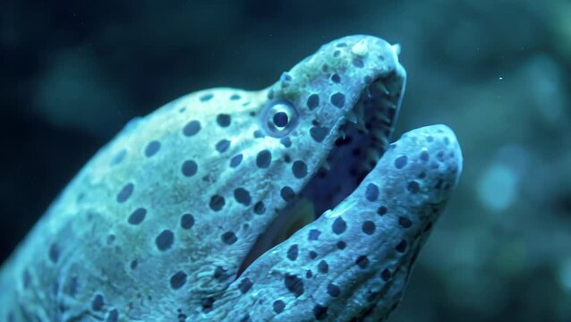 Giant moray eel going out for a hunt