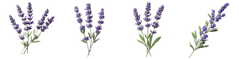 Naklejka premium Lavender Sprigs Collection: Four delicate lavender sprigs, showcasing variations in fullness and height, are presented against a clean backdrop. isolated transparent background