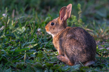 Rabbit sitting in the grass.
