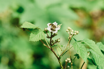 Close-Up of hoverflies are actively feeding on white flower on a thorny plant