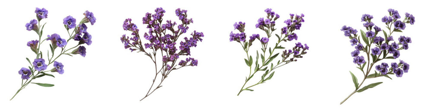 Floral Serenity: Capturing the gentle elegance of vibrant purple statice flowers, offering a serene, close-up view that celebrates nature's subtle beauty. isolated transparent background