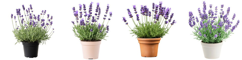 Lavender Plants in Pots: A collection of four potted lavender plants, showcasing variations in pot color and plant fullness, offer a visual representation isolated transparent background