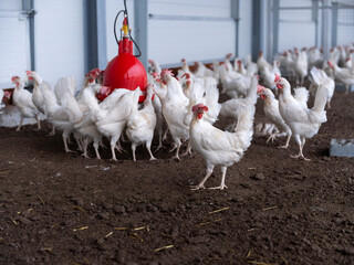 Group of white hens gathering around red water dispenser in modern commercial poultry facility