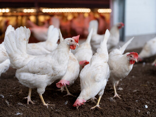 White chickens in modern barn with warm artificial lighting and comfortable environment